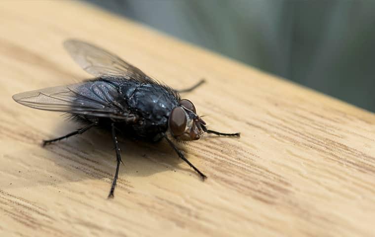 close up of fly on counter