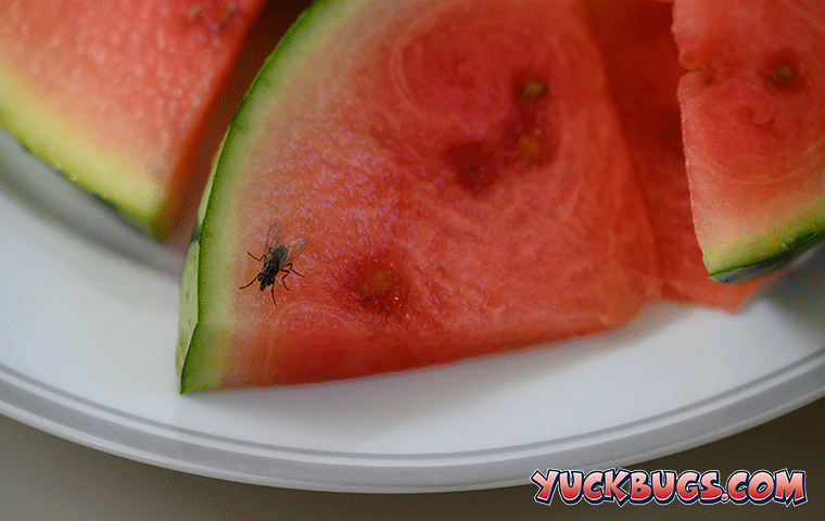 fly on watermelon