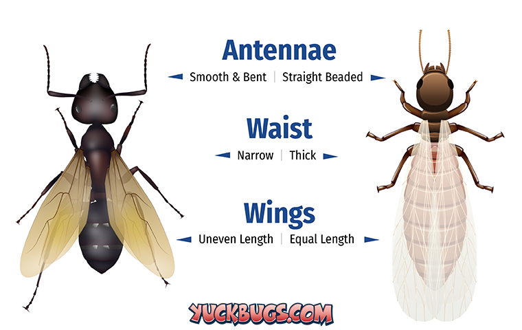 termite swarmer and flying ant features