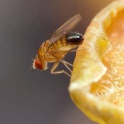 fruit fly on fruit in nashville