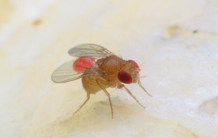 fruit fly eating a pear