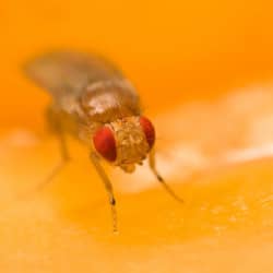 fruit fly on orange peel