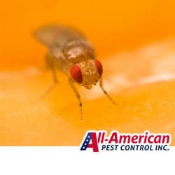 fruit fly sitting on an orange piece of fruit