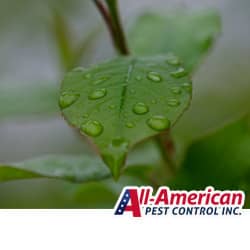 a leaf with rain drops on it