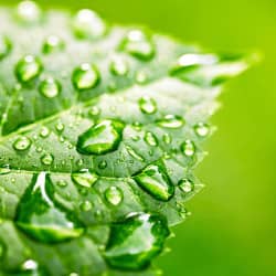 water drops on a leaf