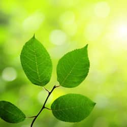 a branch with leaves in the sun