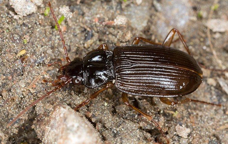 ground beetle looking for food