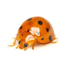 Call Today close up of a beetle