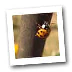 orange lady bug crawling a tree