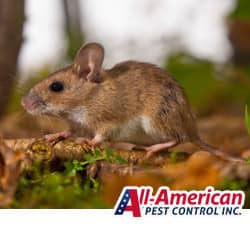 house mouse outdoors on the ground