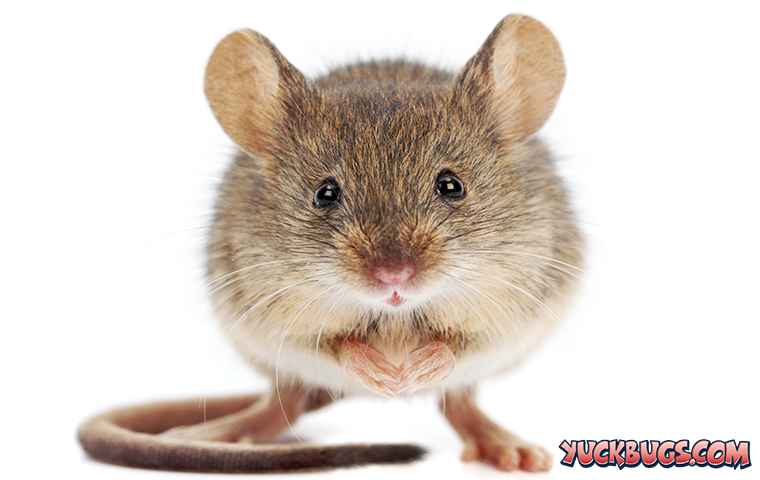 house mouse on white background