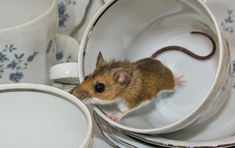 a mouse in a tea cup