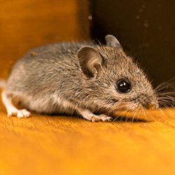 small mouse in a tennessee home