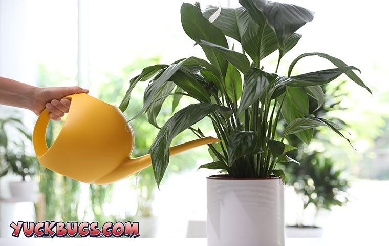 watering a house plant