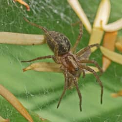 house spider in a garden