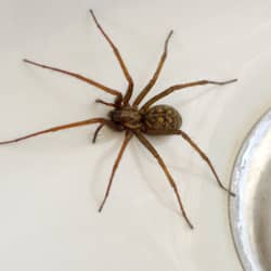 house spider in nashville home