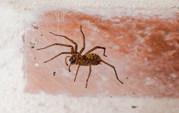 house spider on bricks