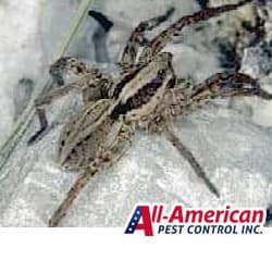 a bug brown and black spider on concrete