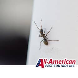 ant climbing on a white surface