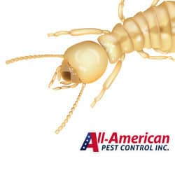a termite on a white background