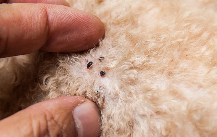 human examining fleas on a pet