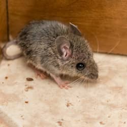 up close of a mouse inside a home