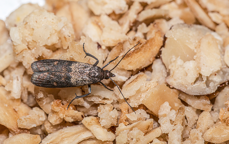 indian meal moth on food