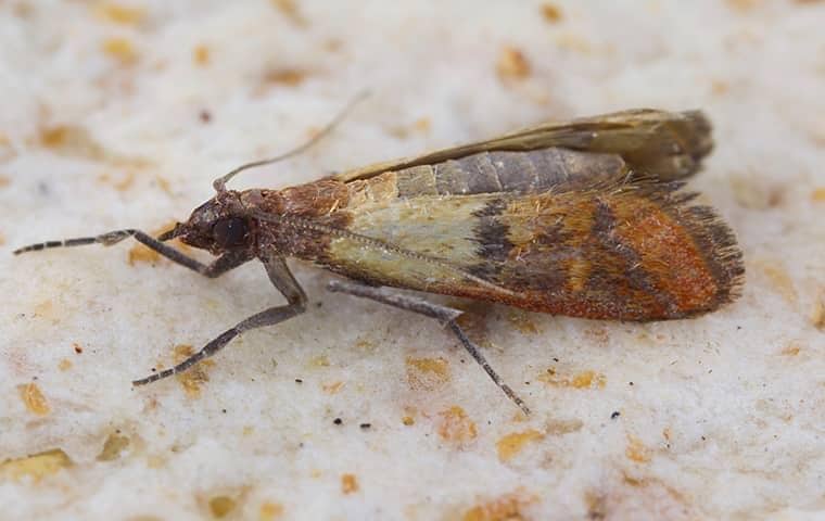 indian meal moth on a piece of bread