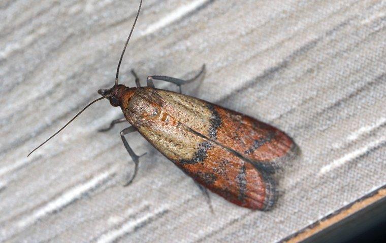 pantry pest meal moth