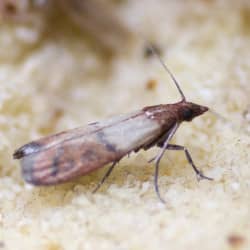 indian meal moth in grain