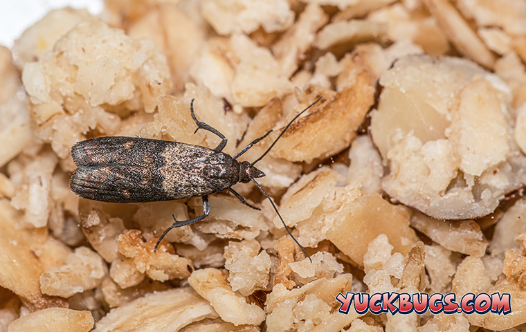 indian meal moth on food