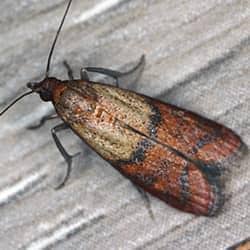 indian meal moth up close