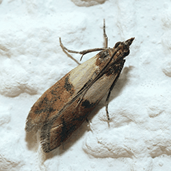 indian meal moth up close