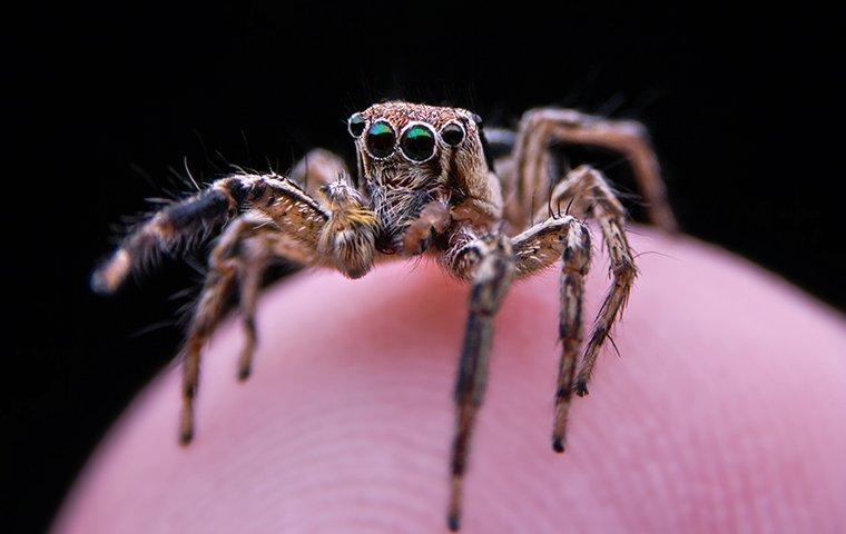 a jumping spider on the tip of a human finger
