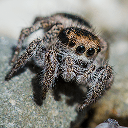 jumping spider on rocks