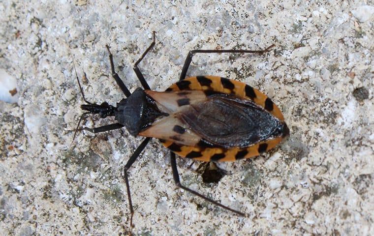 kissing bug on a rock