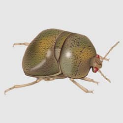 kudzu bug up close