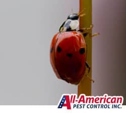 lady bug crawling on a door