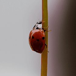 lady bug crawling up a wall