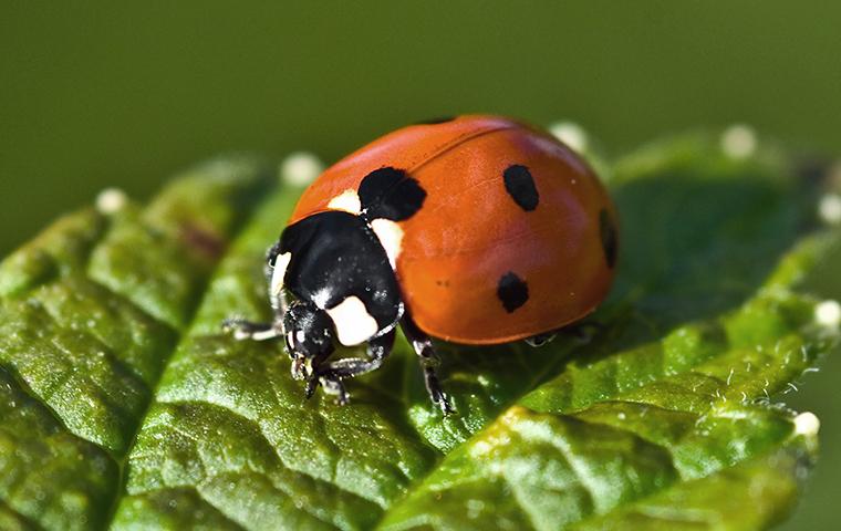 ladybug on leaf