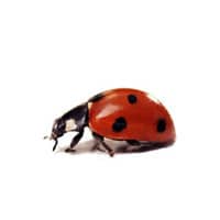 a lady bug up close