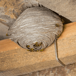 large wasp nest
