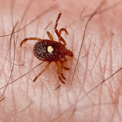 Take Ticks Seriously This Year lone star tick on a tennessee resident