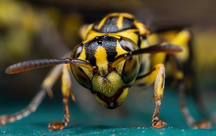 wasp up close