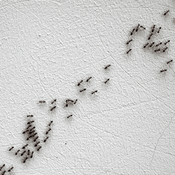 marching ants