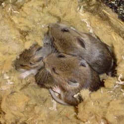 mice huddled up in a group in the walls of a home