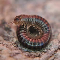 millipede curled up on the ground