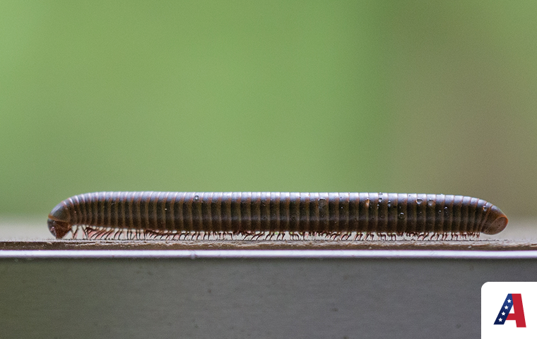 millipede stretched on deck railing