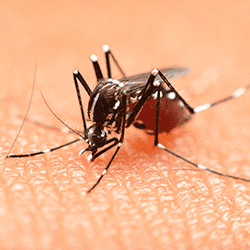 mosquito biting a human in tennessee