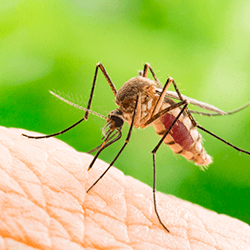 mosquito biting arm